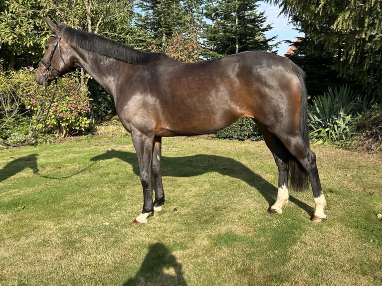 Hannover Giumenta 9 Anni 168 cm Baio scuro in Herzlake Hannover Giumenta 9 Anni 168 cm Baio scuro in Herzlake