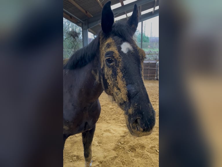 Hannover Giumenta 9 Anni 168 cm Morello in Lohmar