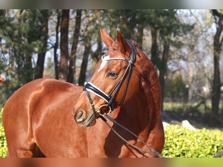 Hannover Giumenta 9 Anni 168 cm Sauro scuro in Reeßum