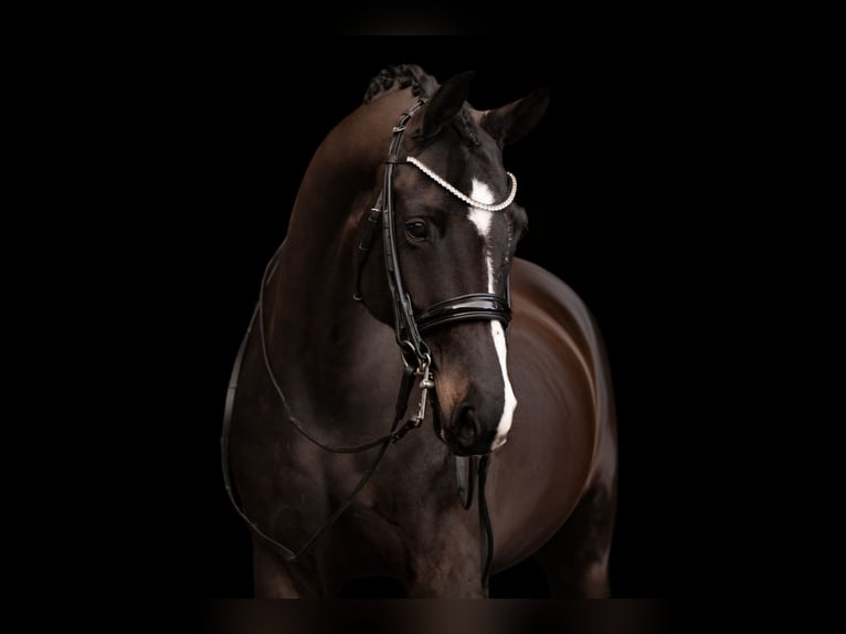 Hannover Giumenta 9 Anni 169 cm Baio nero in Wehringen