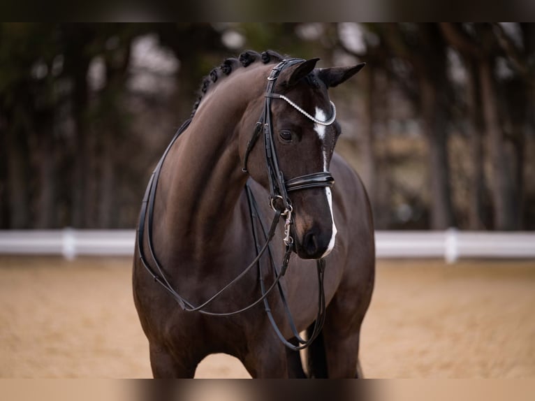 Hannover Giumenta 9 Anni 169 cm Baio nero in Wehringen