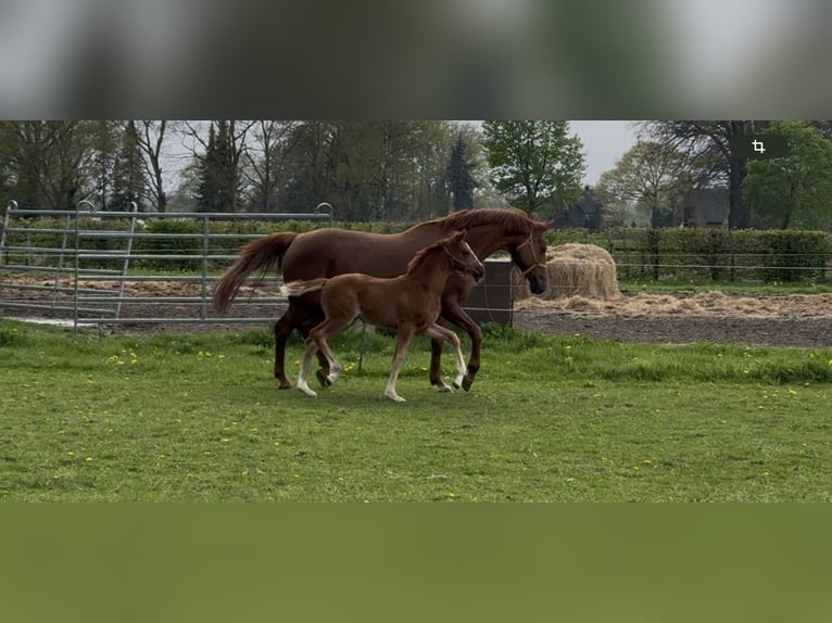 Hannover Giumenta 9 Anni 169 cm Sauro in Langwedel