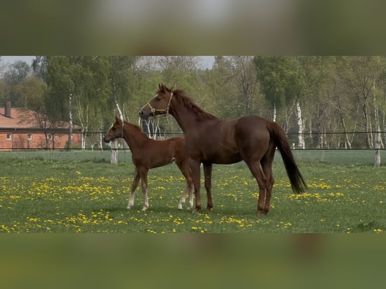 Hannover Giumenta 9 Anni 169 cm Sauro in Langwedel