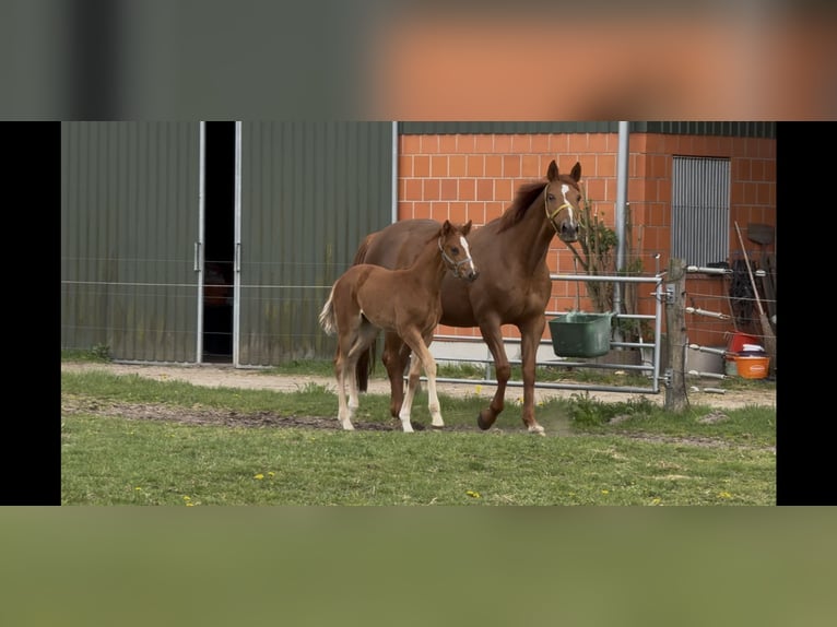 Hannover Giumenta 9 Anni 169 cm Sauro in Langwedel