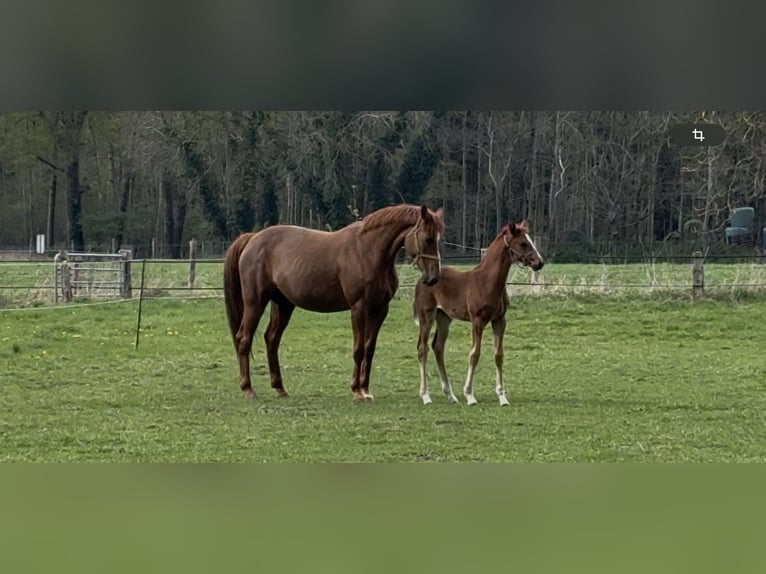 Hannover Giumenta 9 Anni 169 cm Sauro in Langwedel