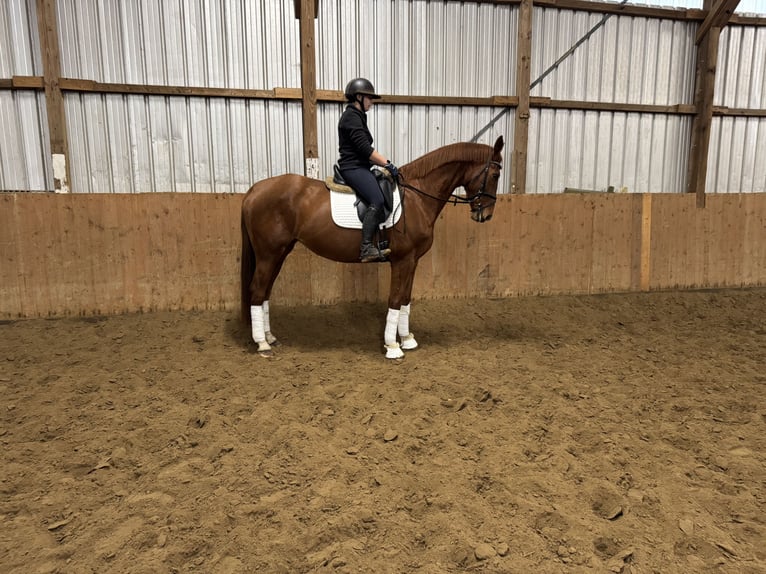 Hannover Giumenta 9 Anni 169 cm Sauro in Kutenholz