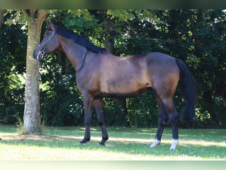 Hannover Giumenta 9 Anni 170 cm Baio in Börrstadt