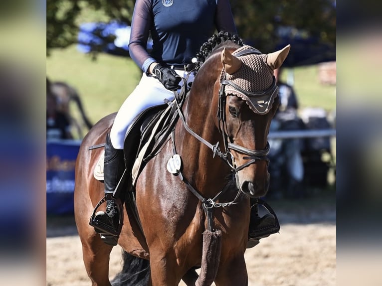 Hannover Giumenta 9 Anni 170 cm Baio scuro in Drei Gleichen