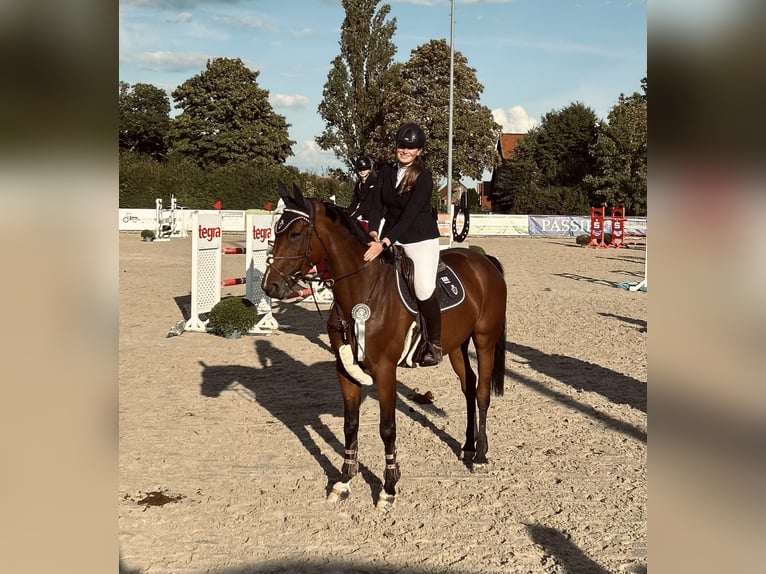 Hannover Giumenta 9 Anni 170 cm Baio scuro in Harsumum