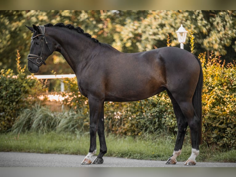 Hannover Giumenta 9 Anni 170 cm Morello in Wehringen