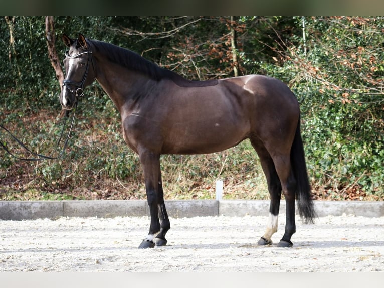 Hannover Giumenta 9 Anni 170 cm Morello in Wuppertal