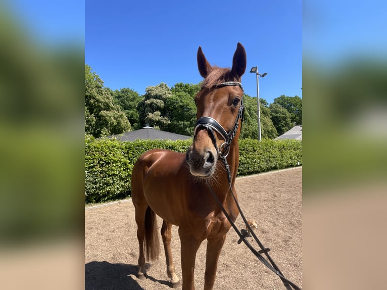 Hannover Giumenta 9 Anni 170 cm Sauro in Westensee
