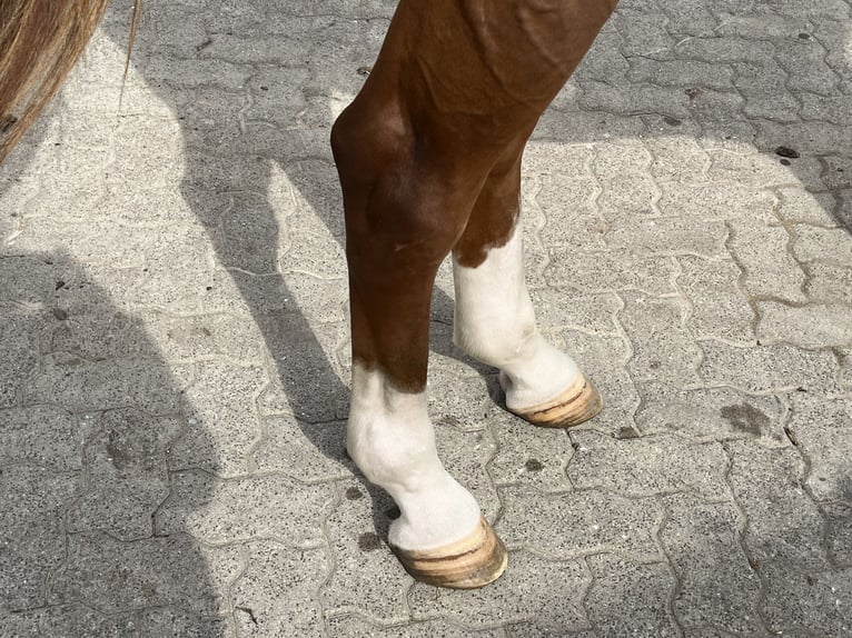 Hannover Giumenta 9 Anni 170 cm Sauro in Sassen-Trantow