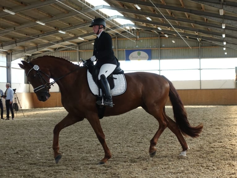 Hannover Giumenta 9 Anni 171 cm Sauro scuro in Dornum Nesse