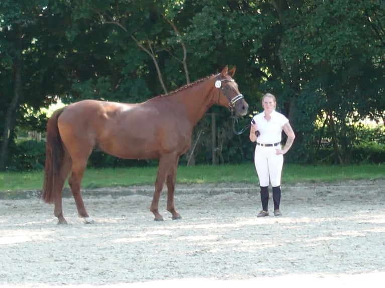 Hannover Giumenta 9 Anni 171 cm Sauro scuro in Dornum Nesse