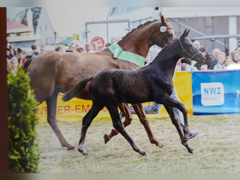 Hannover Giumenta 9 Anni 171 cm Sauro scuro in Dornum Nesse