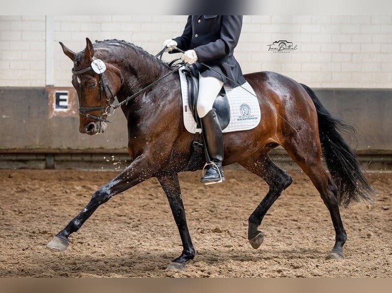 Hannover Giumenta 9 Anni 172 cm Baio in Voerde