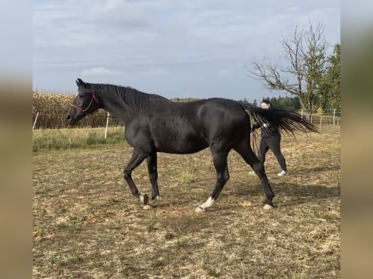 Hannover Giumenta 9 Anni 172 cm Baio scuro in Ort im Innkreis