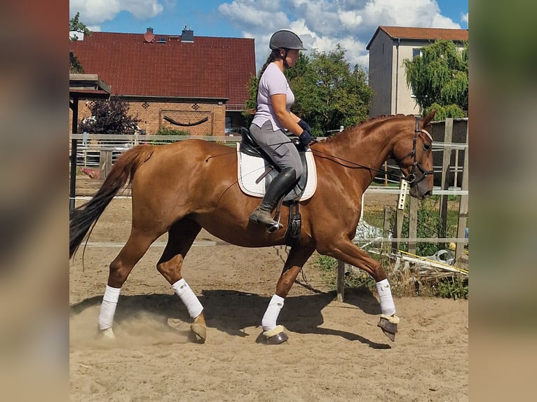 Hannover Giumenta 9 Anni 172 cm Sauro in Gransee