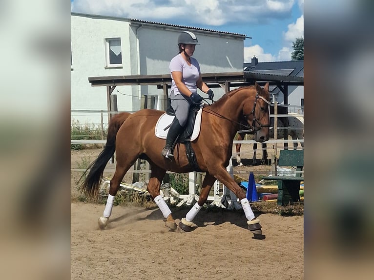 Hannover Giumenta 9 Anni 172 cm Sauro in Gransee