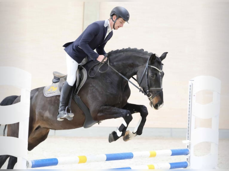 Hannover Giumenta 9 Anni 173 cm Baio nero in Büttstedt