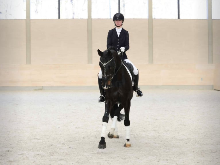 Hannover Giumenta 9 Anni 173 cm Baio nero in Büttstedt