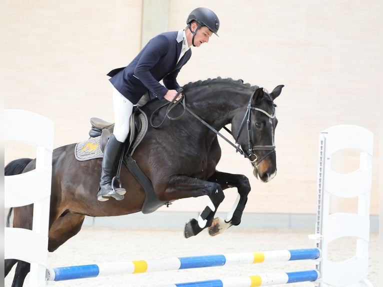 Hannover Giumenta 9 Anni 173 cm Baio nero in Moritzburg