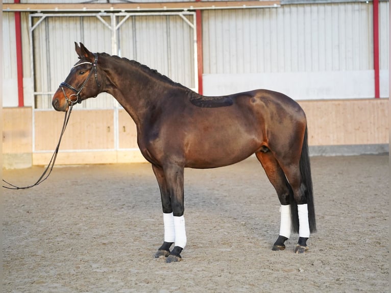 Hannover Giumenta 9 Anni 173 cm Baio scuro in Hohenfelde