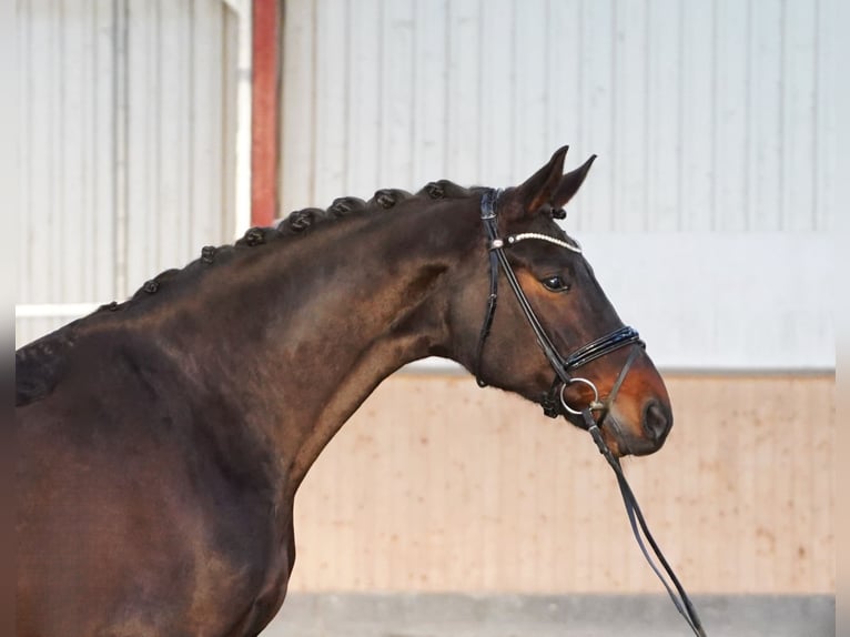 Hannover Giumenta 9 Anni 173 cm Baio scuro in Hohenfelde