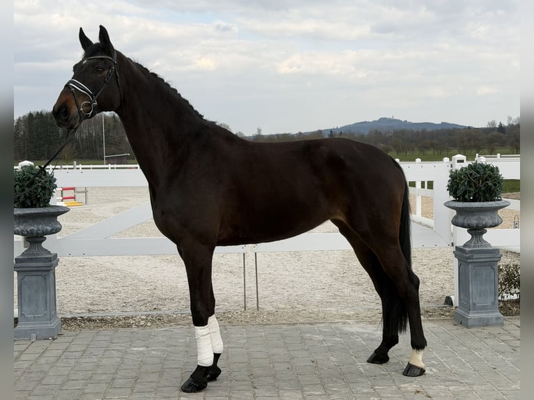 Hannover Giumenta 9 Anni 173 cm Baio scuro in Riedlingen