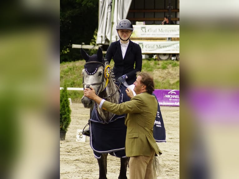 Hannover Giumenta 9 Anni 173 cm Grigio in Duderstadt