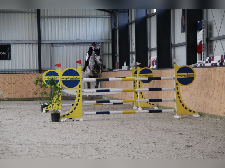 Hannover Giumenta 9 Anni 173 cm Grigio in Duderstadt