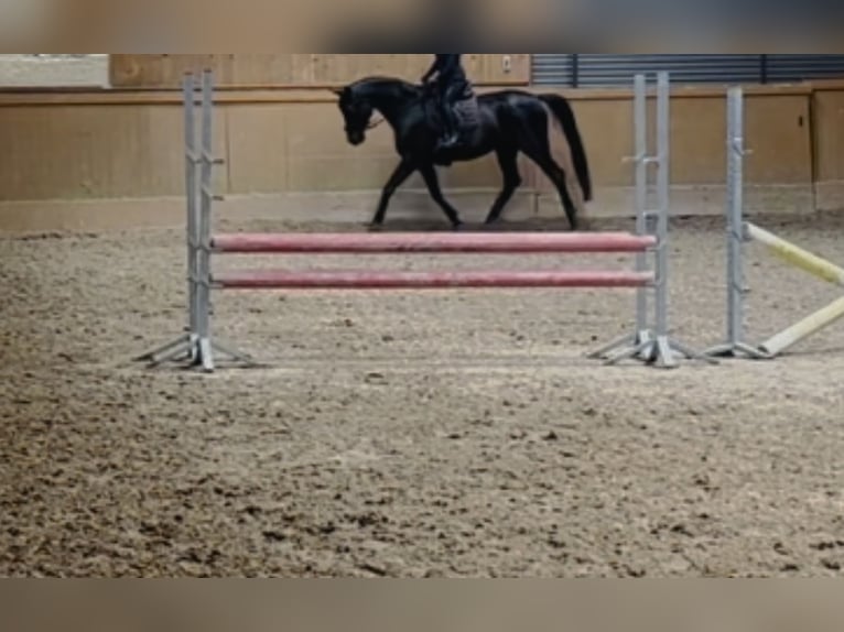 Hannover Giumenta 9 Anni 174 cm  in Burgstädt