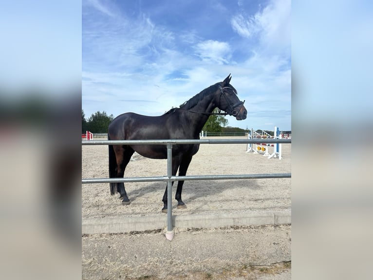 Hannover Giumenta 9 Anni 174 cm  in Burgstädt