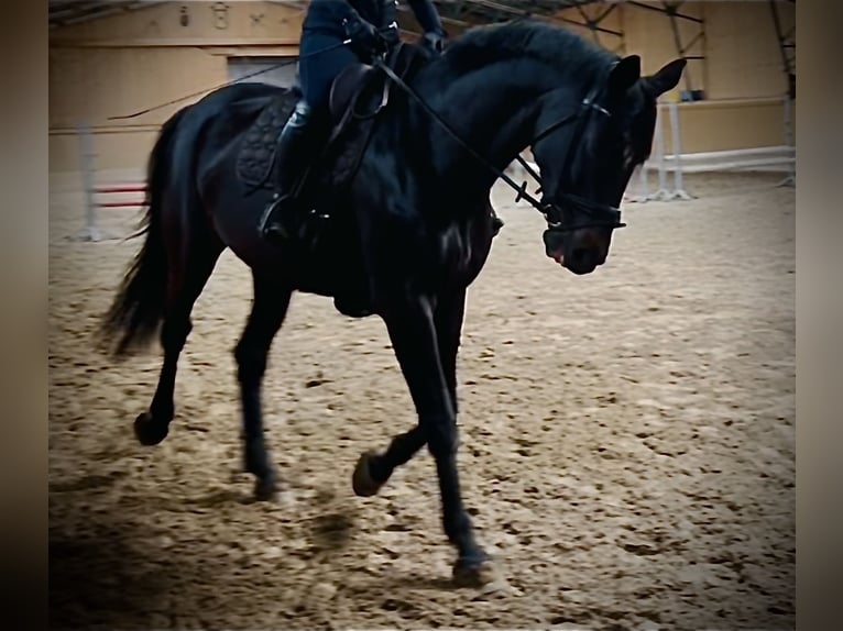 Hannover Giumenta 9 Anni 174 cm  in Burgstädt
