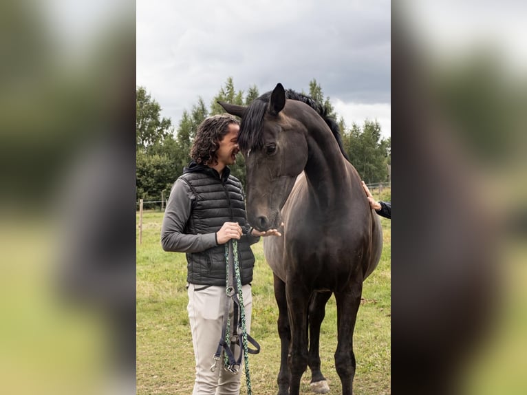 Hannover Giumenta 9 Anni 174 cm  in Burgstädt