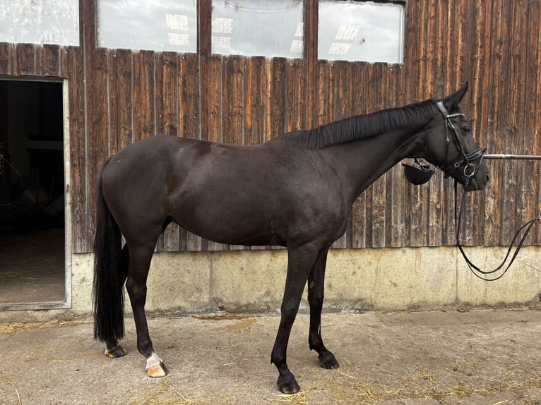 Hannover Giumenta 9 Anni 174 cm Morello in Ehingen an der Donau
