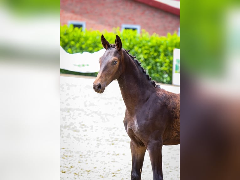 Hannover Giumenta 9 Anni 175 cm Baio in Hohenahr