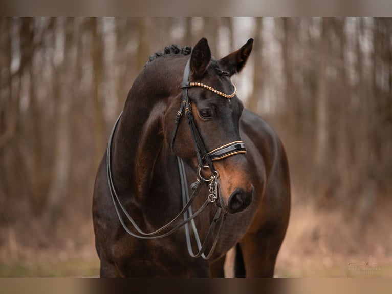 Hannover Giumenta 9 Anni 175 cm Baio scuro in Wehringen