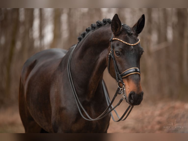 Hannover Giumenta 9 Anni 175 cm Baio scuro in Wehringen