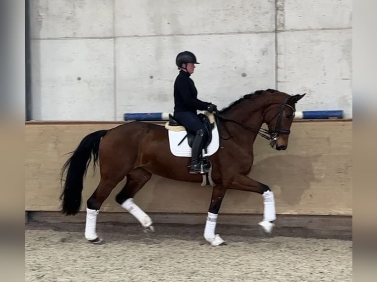 Hannover Giumenta 9 Anni 178 cm Baio in Jengen