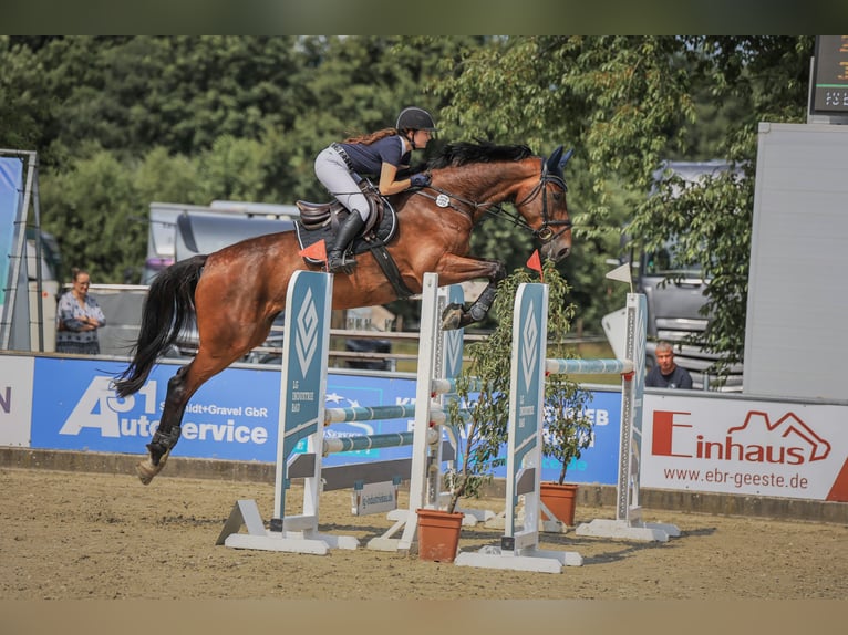 Hannover Giumenta 9 Anni 178 cm Baio in Löningen