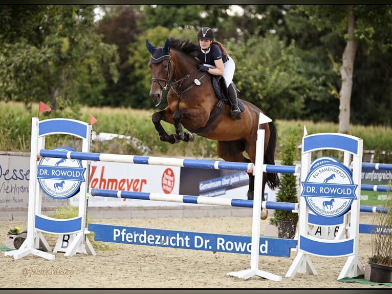 Hannover Giumenta 9 Anni 178 cm Baio in Löningen