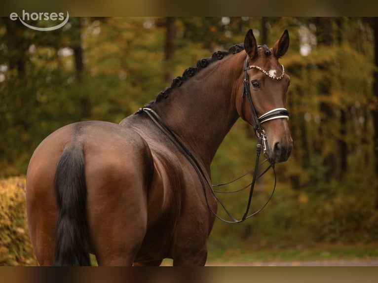 Hannover Giumenta 9 Anni 179 cm Baio in Wehringen
