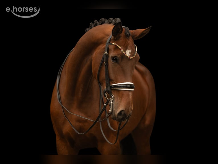 Hannover Giumenta 9 Anni 179 cm Baio in Wehringen