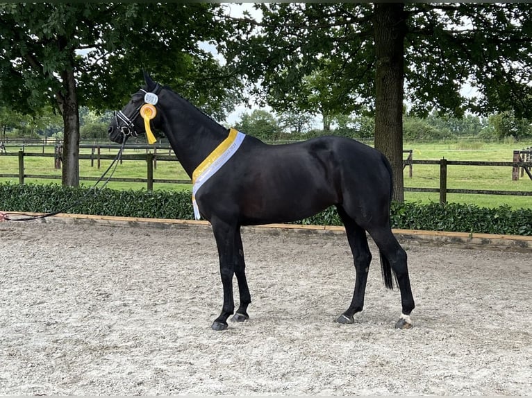 Hannover Giumenta 9 Anni 180 cm Baio nero in Vreden