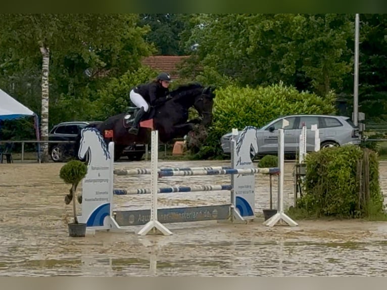 Hannover Giumenta 9 Anni 180 cm Baio nero in Vreden