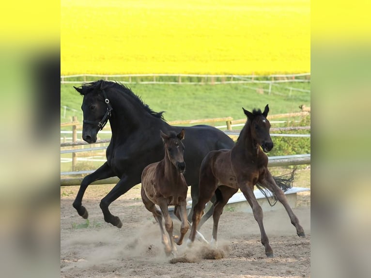 Hannover Giumenta 9 Anni 180 cm Morello in Steinburg