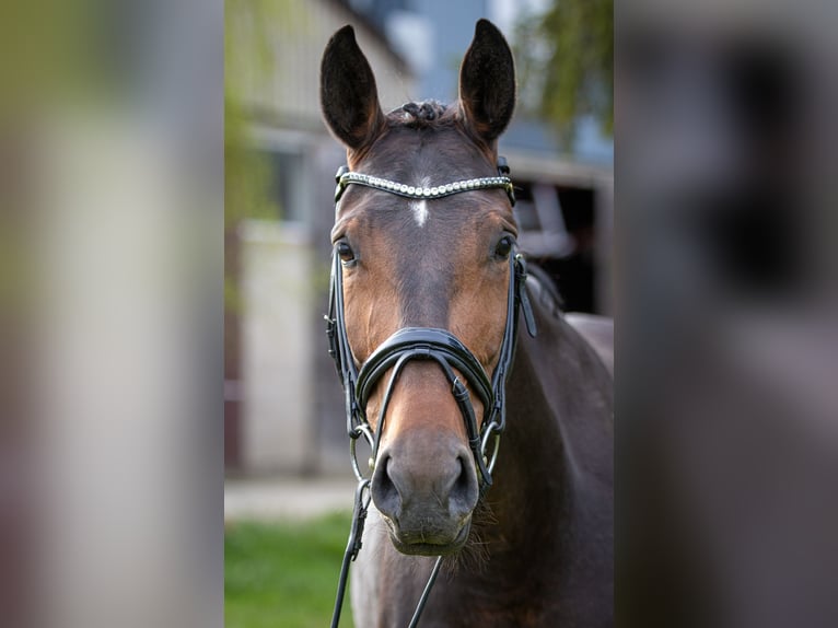 Hannover Giumenta 9 Anni Baio in Hohenahr