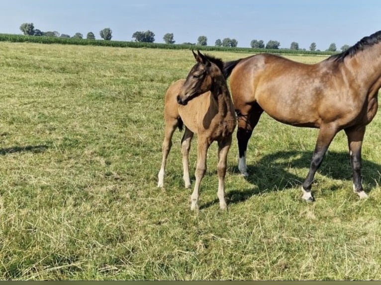 Hannover Giumenta Puledri (05/2026) 160 cm Baio scuro in Krummhörn